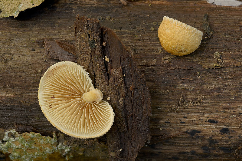 Pleuroflammula ragazziana